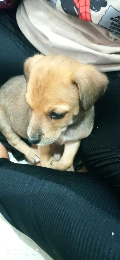 Cachorro raça SRD-ViraLata idade Abaixo de 2 meses nome Tiana