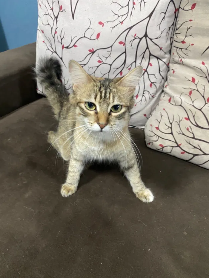 Gato raça SRD-ViraLata idade 1 ano nome Luna