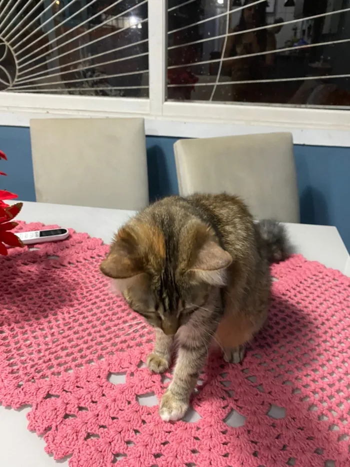 Gato raça SRD-ViraLata idade 1 ano nome Luna