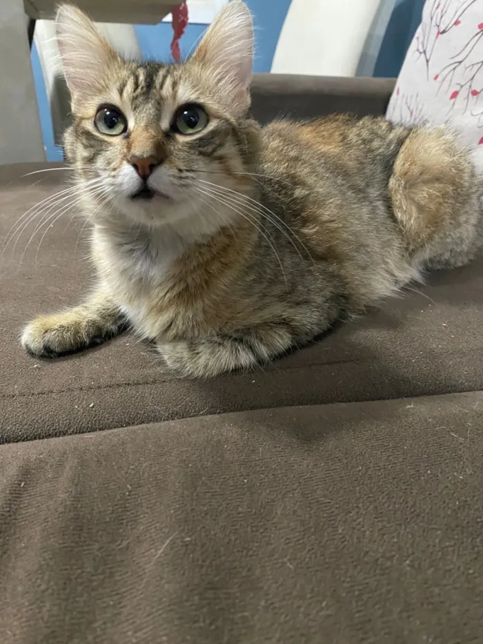 Gato raça SRD-ViraLata idade 1 ano nome Luna