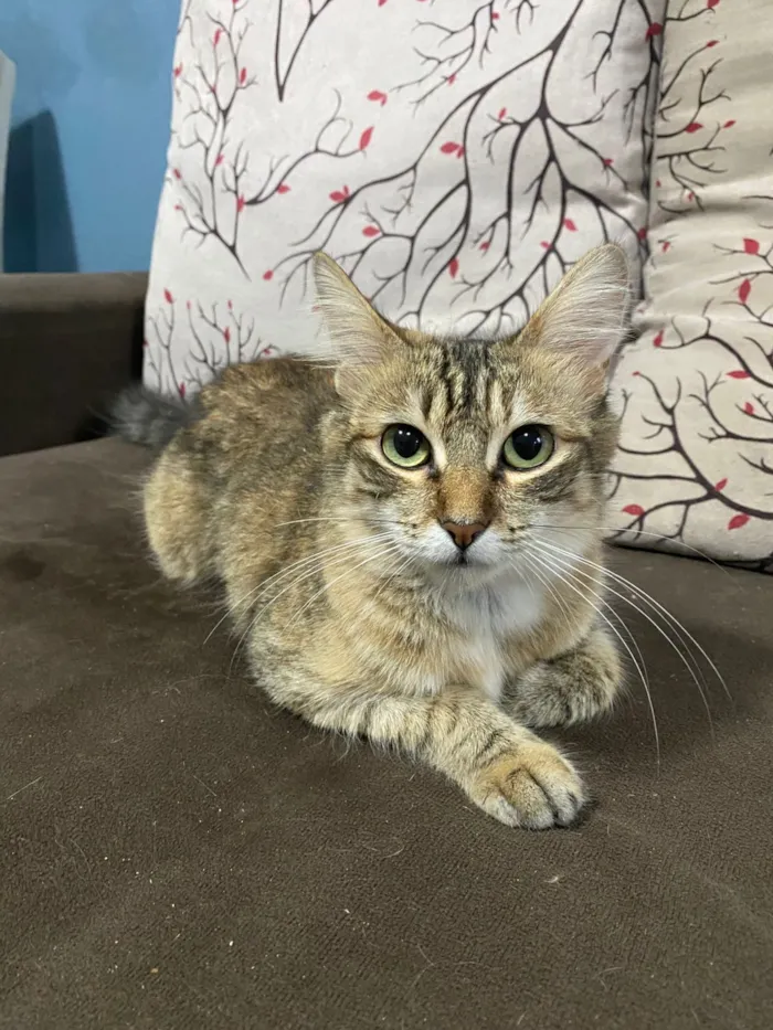 Gato raça SRD-ViraLata idade 1 ano nome Luna