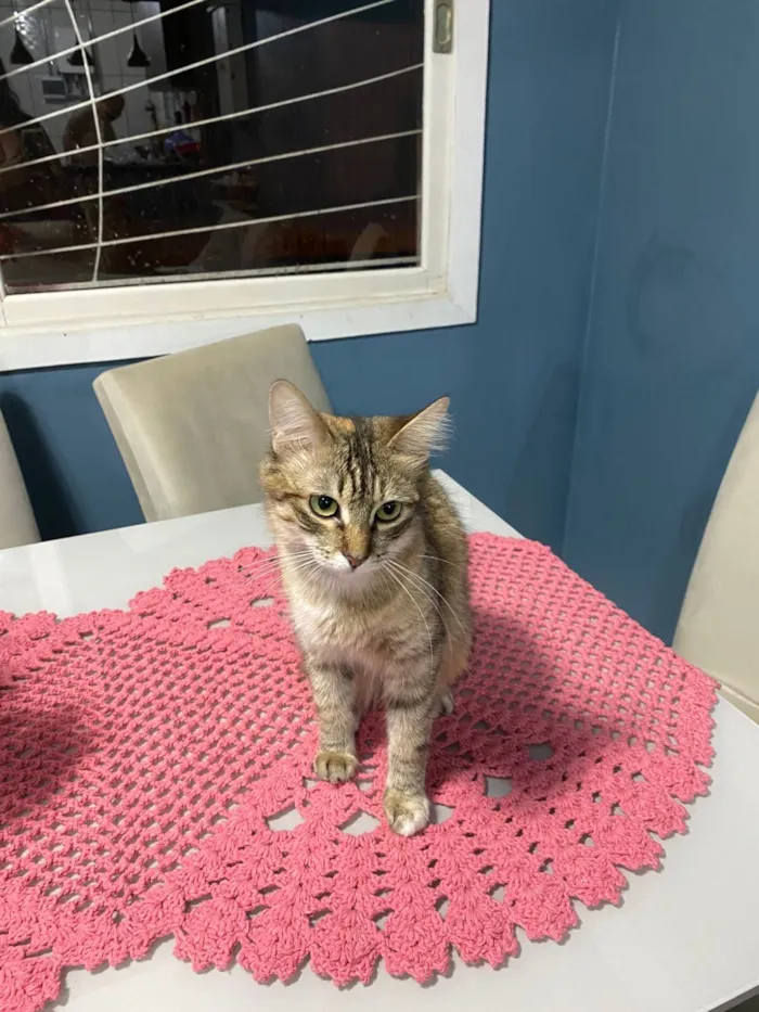 Gato raça SRD-ViraLata idade 1 ano nome Luna