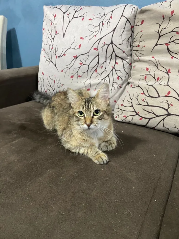 Gato raça SRD-ViraLata idade 1 ano nome Luna