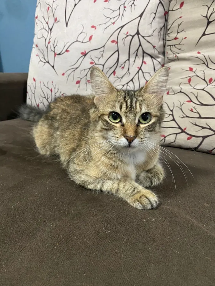 Gato raça SRD-ViraLata idade 1 ano nome Luna
