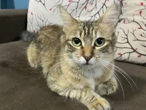 Gato raça SRD-ViraLata idade 1 ano nome Luna