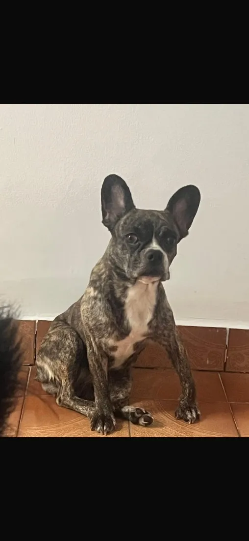 Cachorro raça SRD-ViraLata idade 5 anos nome Amora