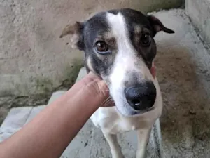 Cachorro raça SRD-ViraLata idade 6 ou mais anos nome Bilo