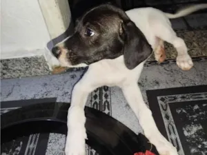 Cachorro raça SRD-ViraLata idade 2 a 6 meses nome Belinha 