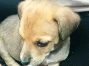 Cachorro raça SRD-ViraLata idade Abaixo de 2 meses nome Tiana