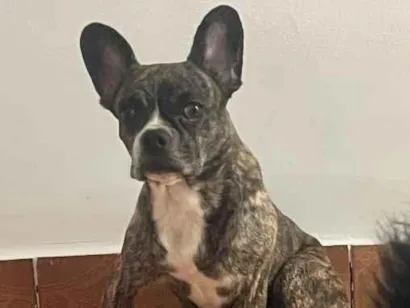 Cachorro raça SRD-ViraLata idade 5 anos nome Amora