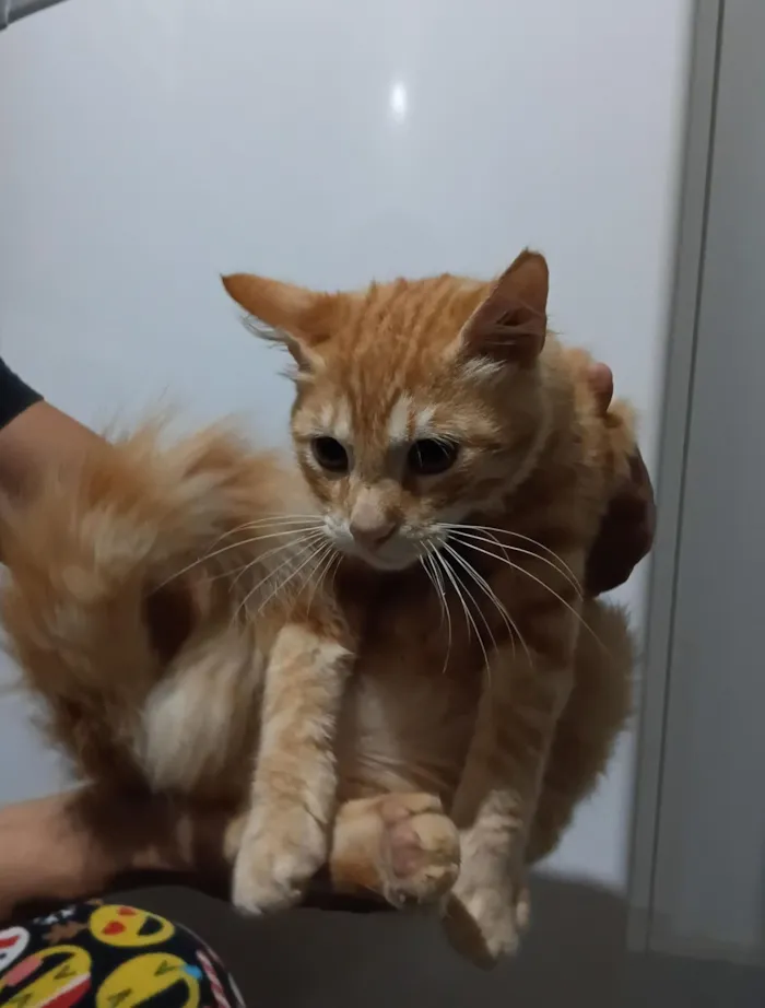 Gato raça SRD-ViraLata idade 2 a 6 meses nome Garfield