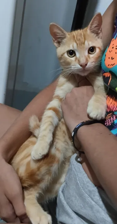 Gato raça SRD-ViraLata idade 2 a 6 meses nome Lockie