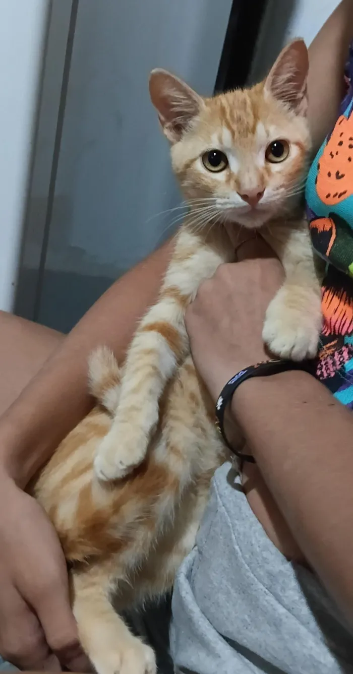 Gato raça SRD-ViraLata idade 2 a 6 meses nome Lockie