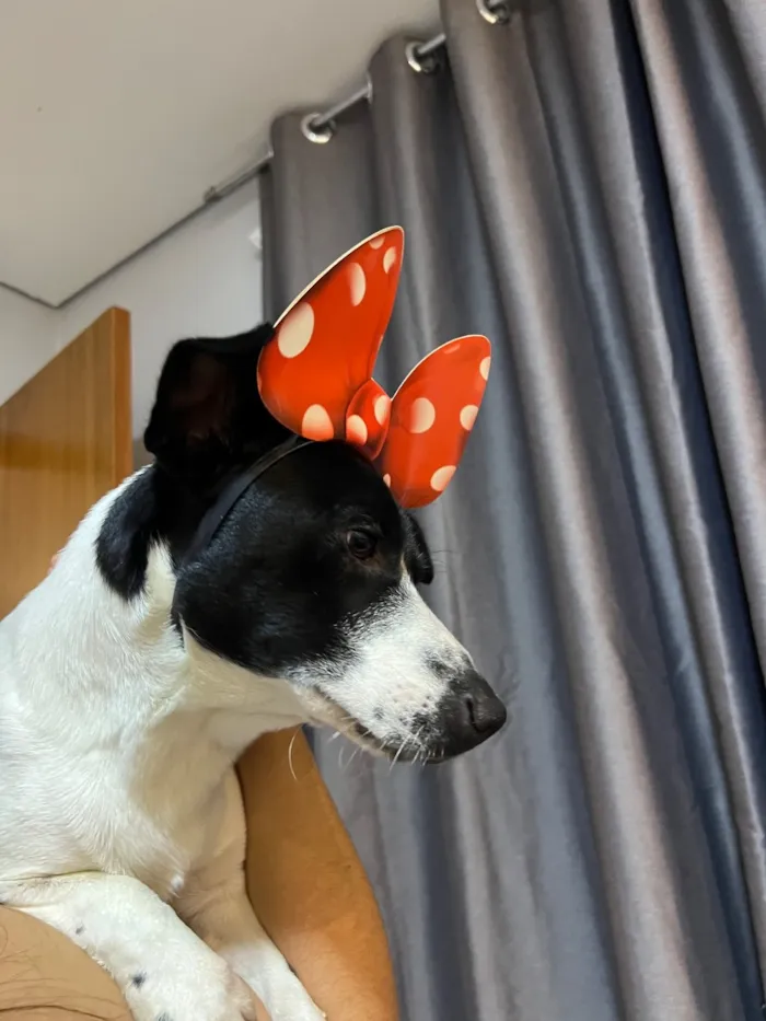 Cachorro raça SRD-ViraLata idade 1 ano nome Apolo