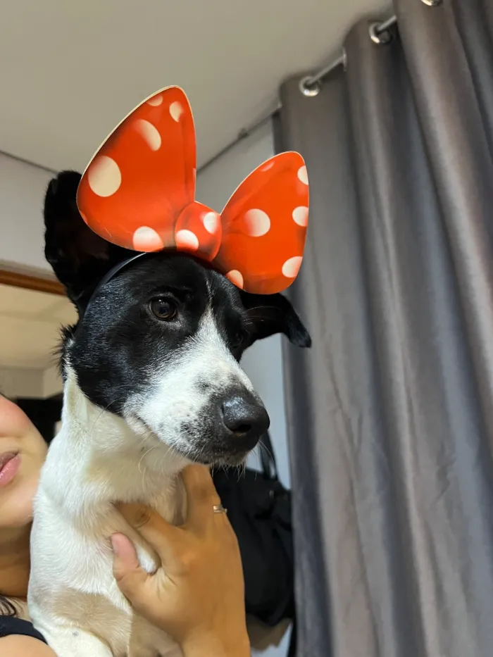 Cachorro raça SRD-ViraLata idade 1 ano nome Apolo