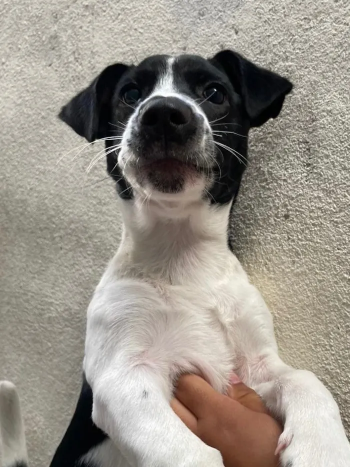 Cachorro raça SRD-ViraLata idade 1 ano nome Apolo