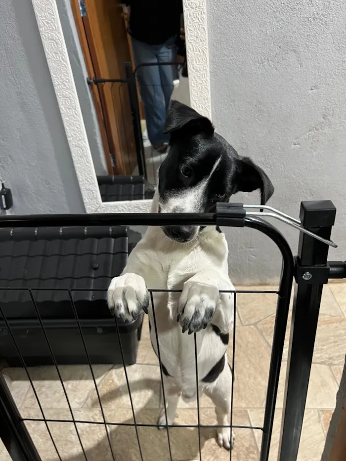 Cachorro raça SRD-ViraLata idade 1 ano nome Apolo