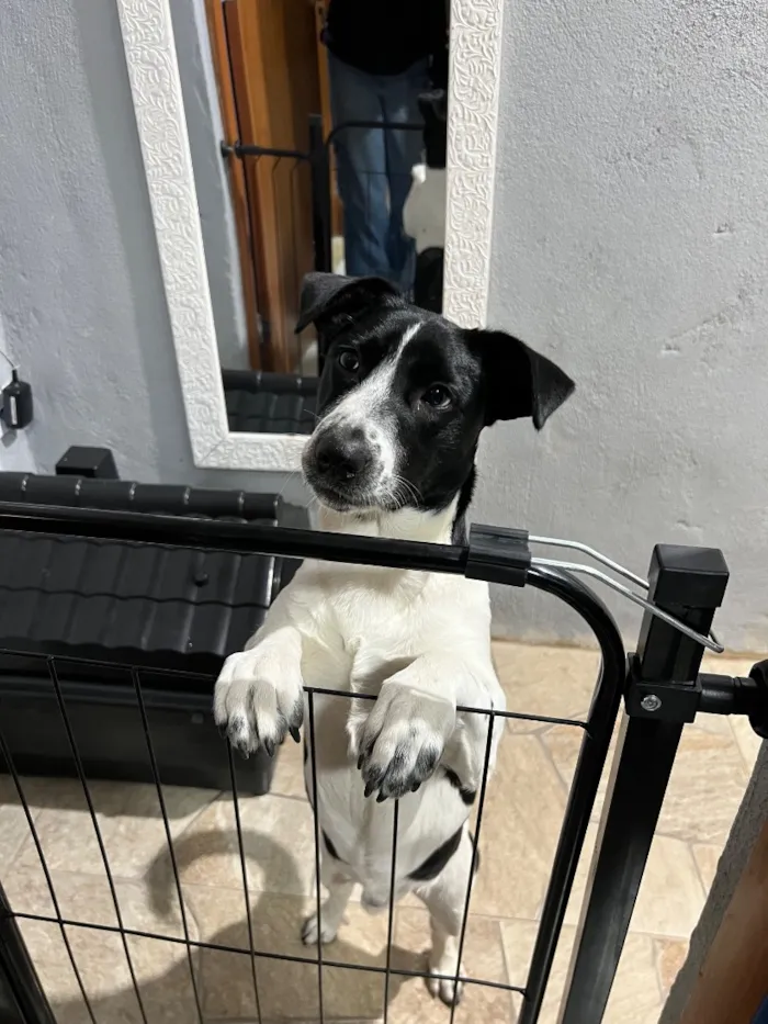 Cachorro raça SRD-ViraLata idade 1 ano nome Apolo