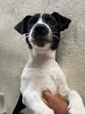 Cachorro raça SRD-ViraLata idade 1 ano nome Apolo