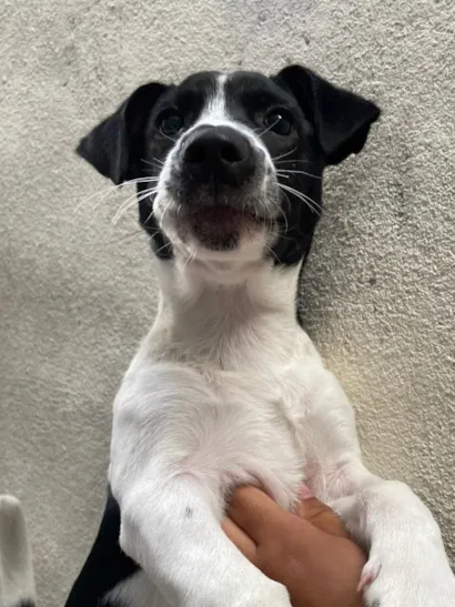 Cachorro raça SRD-ViraLata idade 1 ano nome Apolo