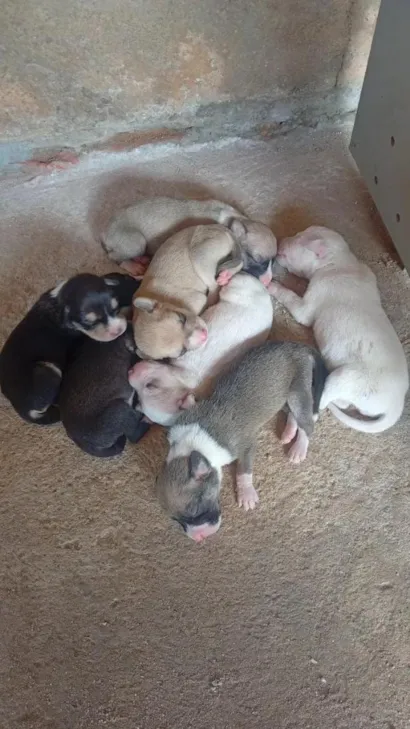 Cachorro raça SRD-ViraLata idade Abaixo de 2 meses nome filhotes 