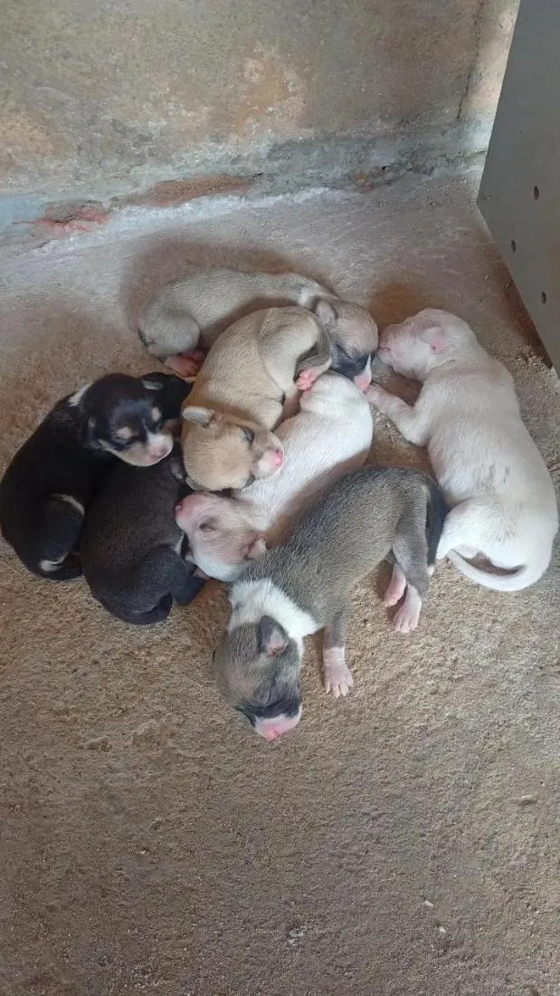 Cachorro raça SRD-ViraLata idade Abaixo de 2 meses nome filhotes 