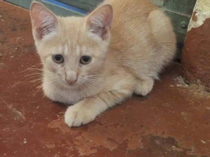 Gato raça SRD-ViraLata idade 2 a 6 meses nome Evans