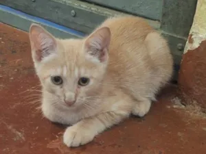 Gato raça SRD-ViraLata idade 2 a 6 meses nome Evans