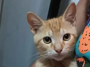 Gato raça SRD-ViraLata idade 2 a 6 meses nome Garfield