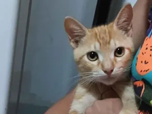 Gato raça SRD-ViraLata idade 2 a 6 meses nome Lockie