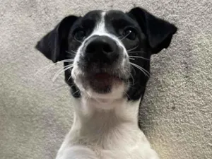 Cachorro raça SRD-ViraLata idade 1 ano nome Apolo