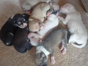 Cachorro raça SRD-ViraLata idade Abaixo de 2 meses nome filhotes 