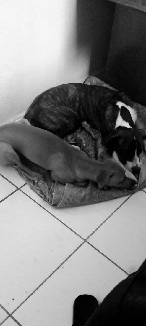 Cachorro raça SRD-ViraLata idade 2 a 6 meses nome Ruby 