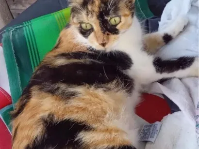 Gato raça SRD-ViraLata idade 3 anos nome Ferrugem