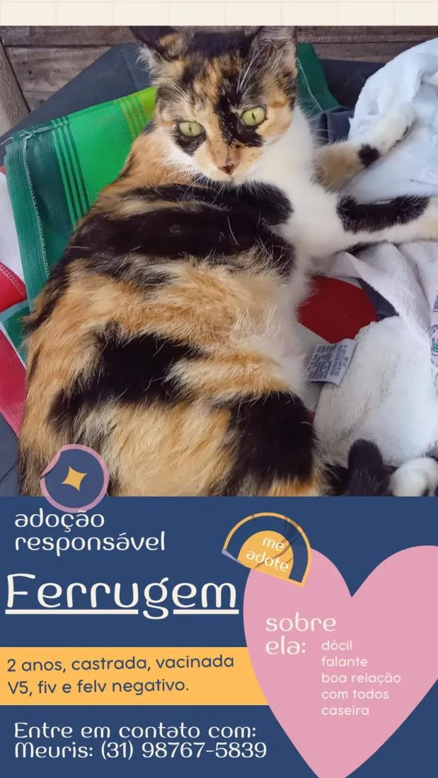 Gato raça SRD-ViraLata idade 3 anos nome Ferrugem