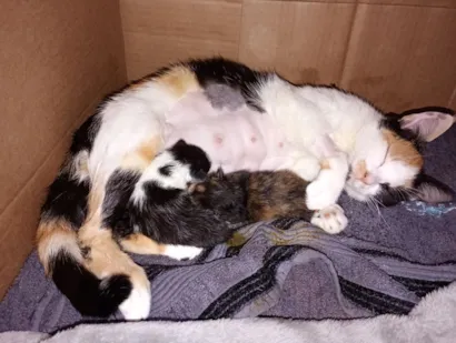 Gato raça SRD-ViraLata idade 7 a 11 meses nome Mamãe (castrada) e filhotes (castração garantida)