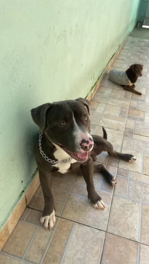 Cachorro raça Pit-Bull idade 1 ano nome Chivulck 