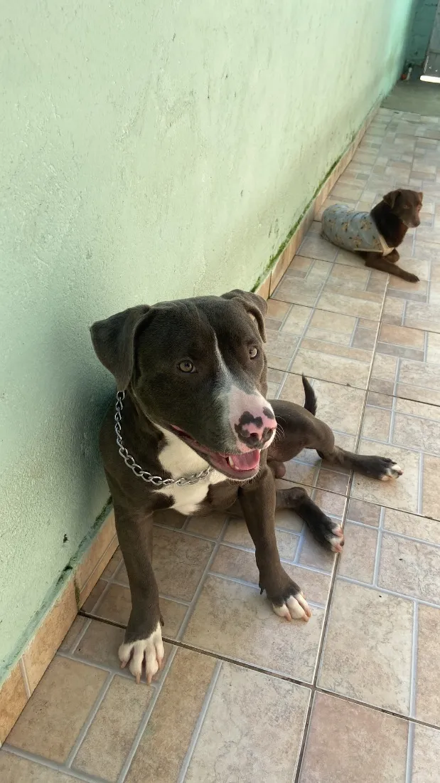 Cachorro raça Pit-Bull idade 1 ano nome Chivulck 