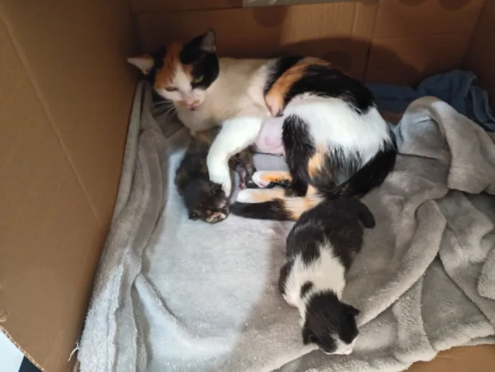 Gato raça SRD-ViraLata idade 7 a 11 meses nome Mamãe (castrada) e filhotes (castração garantida)