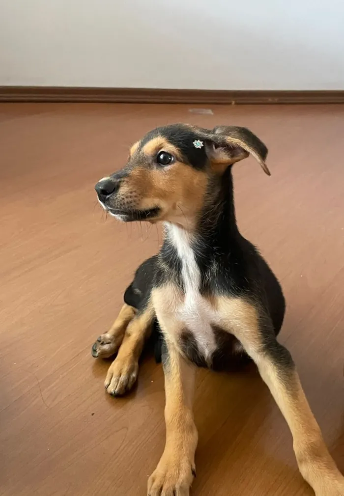 Cachorro raça SRD-ViraLata idade 2 a 6 meses nome Lola