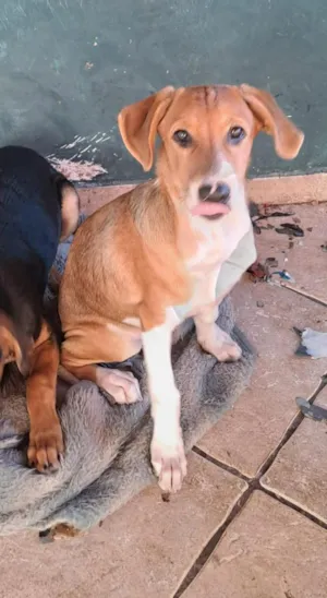 Cachorro raça SRD-ViraLata idade 2 a 6 meses nome B2