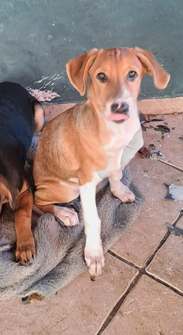 Cachorro raça SRD-ViraLata idade 2 a 6 meses nome B2