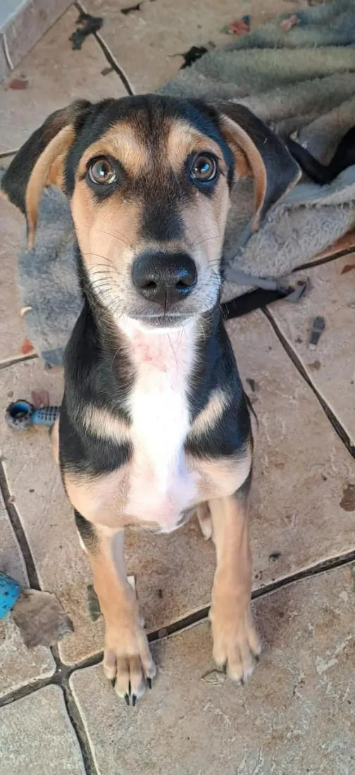 Cachorro raça SRD-ViraLata idade 2 a 6 meses nome ROTIVALDO