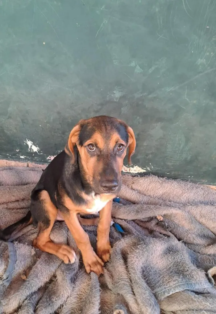 Cachorro raça SRD-ViraLata idade 2 a 6 meses nome PESADO