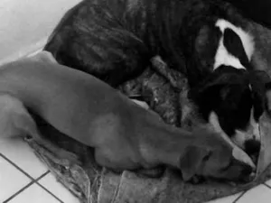 Cachorro raça SRD-ViraLata idade 2 a 6 meses nome Ruby 