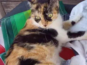 Gato raça SRD-ViraLata idade 3 anos nome Ferrugem