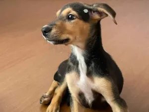 Cachorro raça SRD-ViraLata idade 2 a 6 meses nome Lola