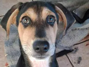 Cachorro raça SRD-ViraLata idade 2 a 6 meses nome ROTIVALDO