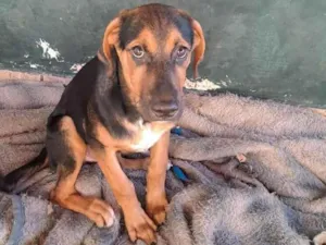 Cachorro raça SRD-ViraLata idade 2 a 6 meses nome PESADO