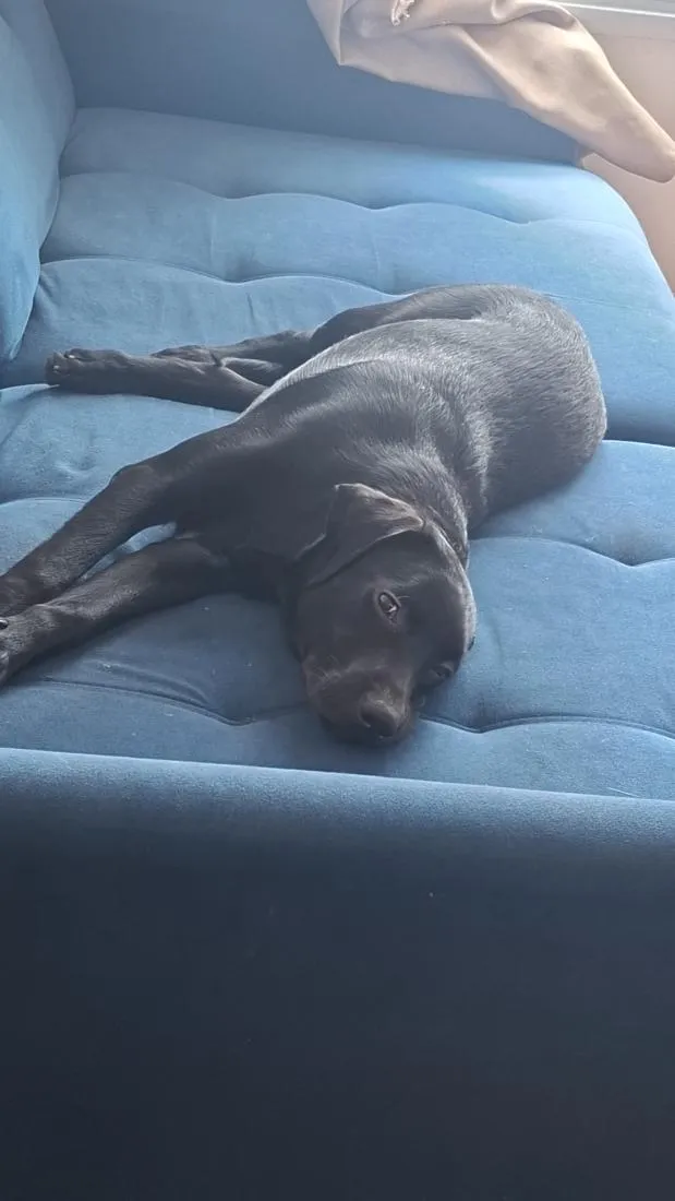 Cachorro raça Labrador idade 7 a 11 meses nome Akin